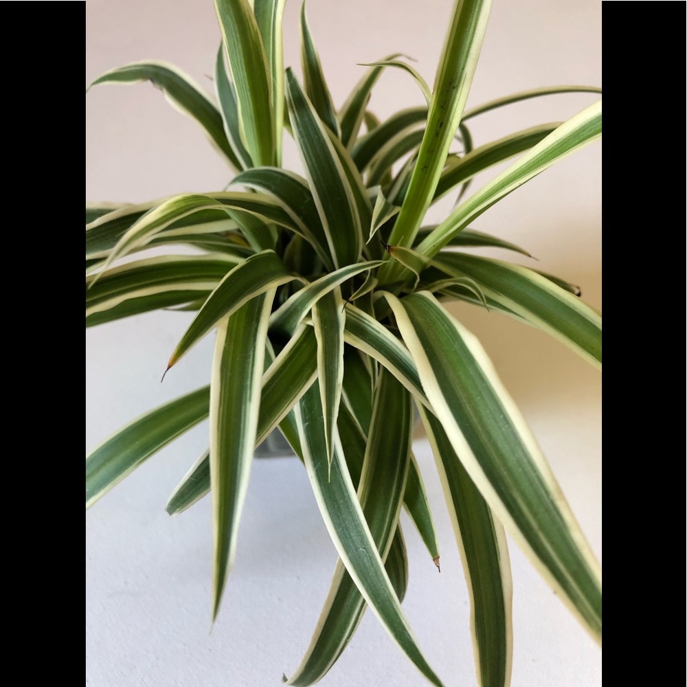 Spider Plant (‘Chlorophytum comosum’) - Picture 5 of 7